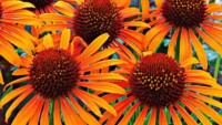 Flamethrower Coneflower