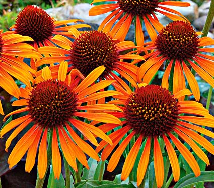 Flamethrower Coneflower