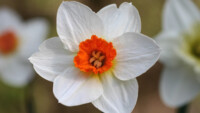 Barrett Brown Daffodil