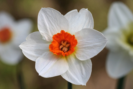 Barrett Brown Daffodil