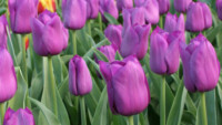 Purple Prince Tulip