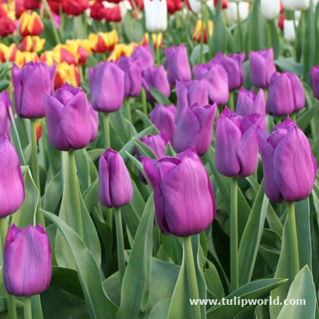 Purple Prince Tulip