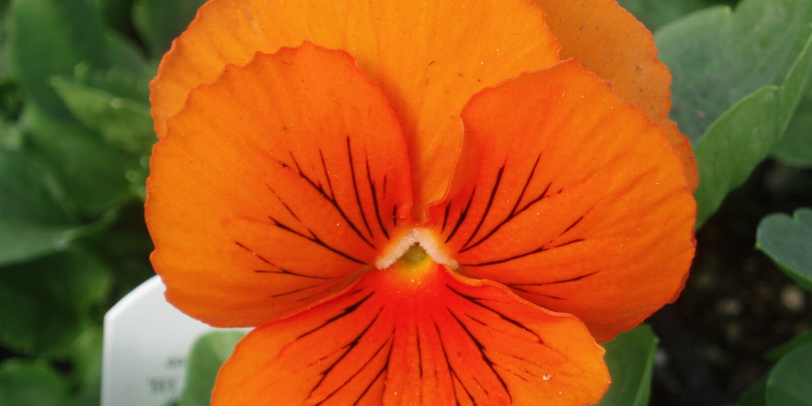 Frizzle Sizzle Orange Pansy