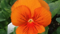 Frizzle Sizzle Orange Pansy