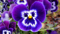 Colossus Neon Violet Pansy