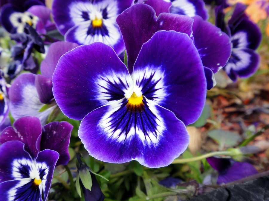 Colossus Neon Violet Pansy