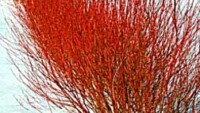 Artic Fire Red Twig Dogwood