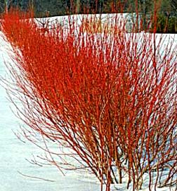 Artic Fire Red Twig Dogwood