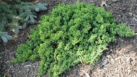 Green Mound Juniper