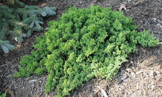 Green Mound Juniper